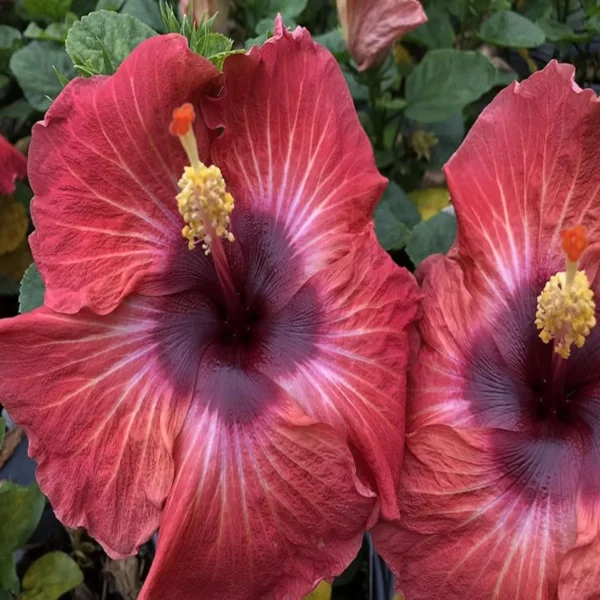Red Colour Hybrid Hibiscus Joba Gudhal Flower Live Plant - Image 4