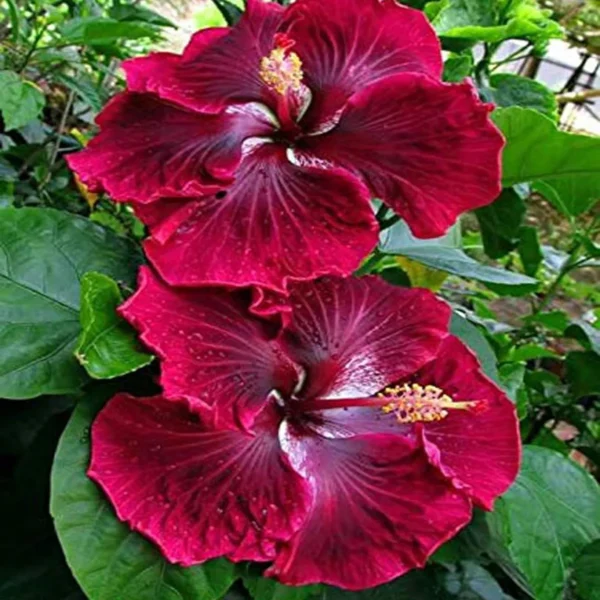 Red Colour Hybrid Hibiscus Joba Gudhal Flower Live Plant - Image 5
