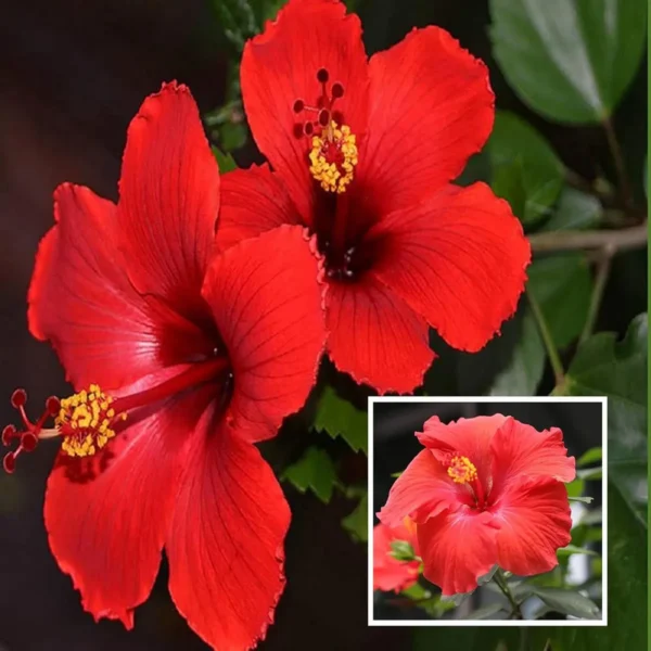 Red Colour Desi Puja Hibiscus Joba Gudhal Flower Live Plant