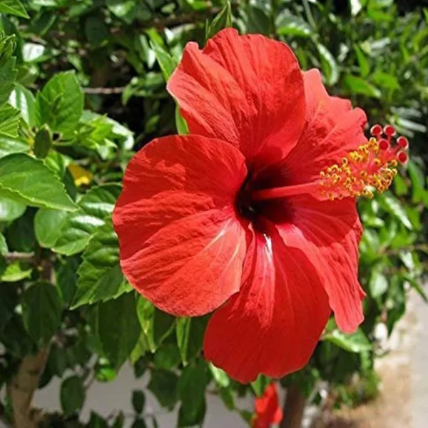 Red Colour Desi Puja Hibiscus Joba Gudhal Flower Live Plant - Image 2