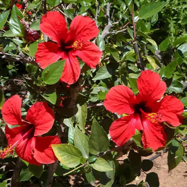 Red Colour Desi Puja Hibiscus Joba Gudhal Flower Live Plant - Image 3