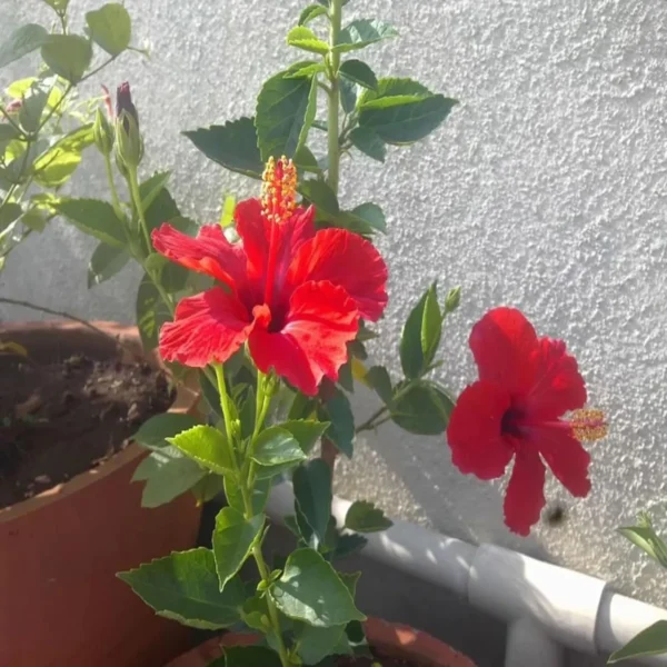 Red Colour Desi Puja Hibiscus Joba Gudhal Flower Live Plant - Image 4
