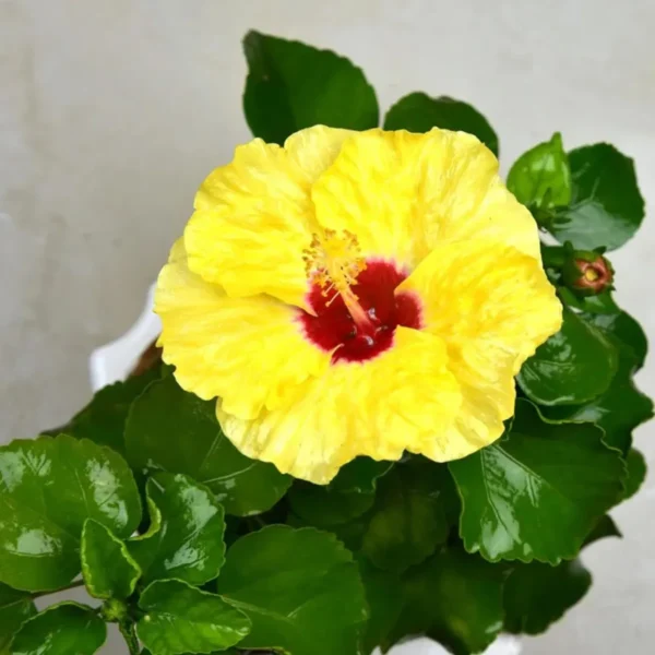 Yellow Colour Hybrid Hibiscus Joba Gudhal Flower Live Plant - Image 3