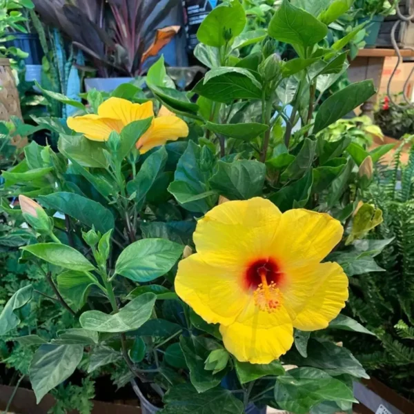 Yellow Colour Hybrid Hibiscus Joba Gudhal Flower Live Plant - Image 5