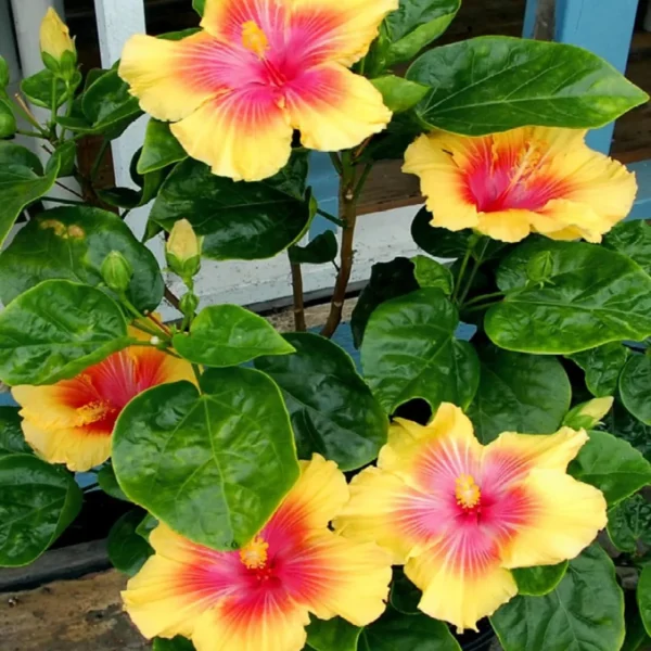 Yellow Colour Hybrid Hibiscus Joba Gudhal Flower Live Plant - Image 4