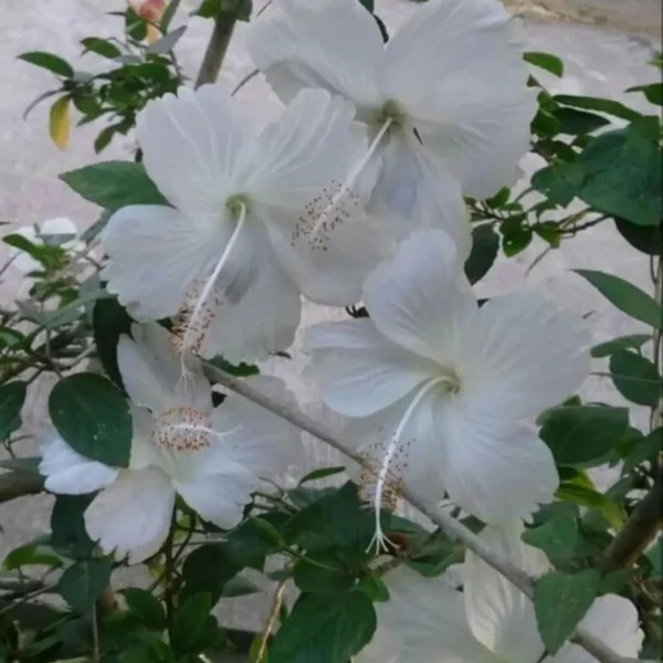 White Colour Hybrid Hibiscus Joba Gudhal Flower Live Plant - Image 3