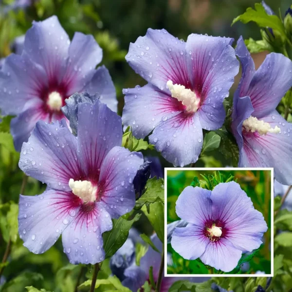 Purple Colour Hybrid Hibiscus Joba Gudhal Flower Live Plant