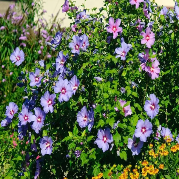 Purple Colour Hybrid Hibiscus Joba Gudhal Flower Live Plant - Image 5