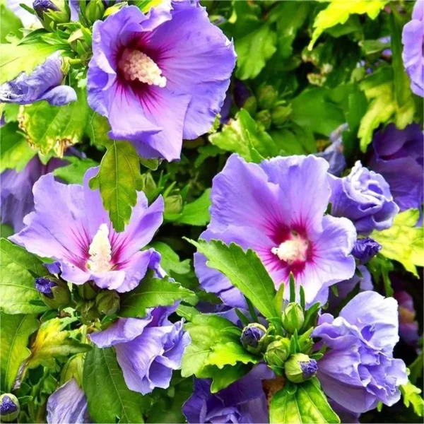 Purple Colour Hybrid Hibiscus Joba Gudhal Flower Live Plant - Image 4