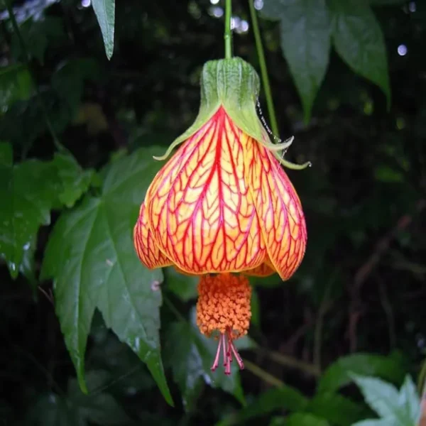 Lantern Lanthana Hibiscus Joba Gudhal Flower Live Plant - Image 5