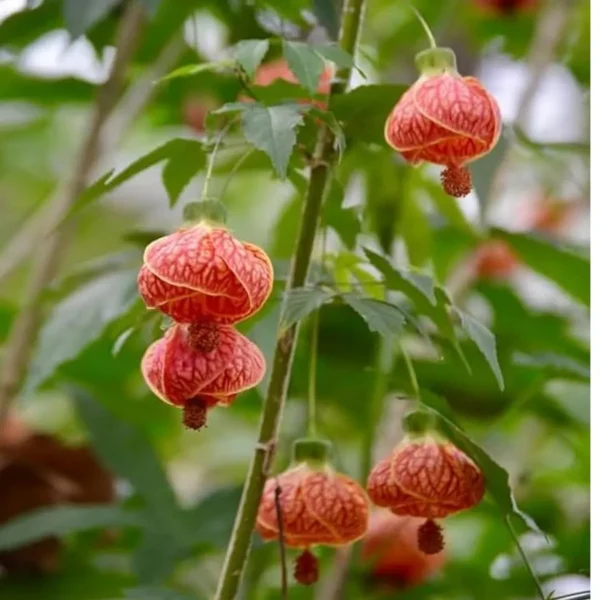 Lantern Lanthana Hibiscus Joba Gudhal Flower Live Plant - Image 4