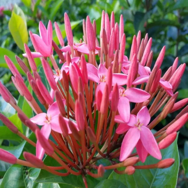 Pink Colour Ixora Rukmini Rangan Flower Shrubs Live Plant - Image 2