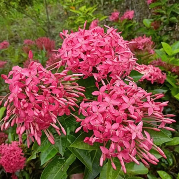 Pink Colour Ixora Rukmini Rangan Flower Shrubs Live Plant - Image 3