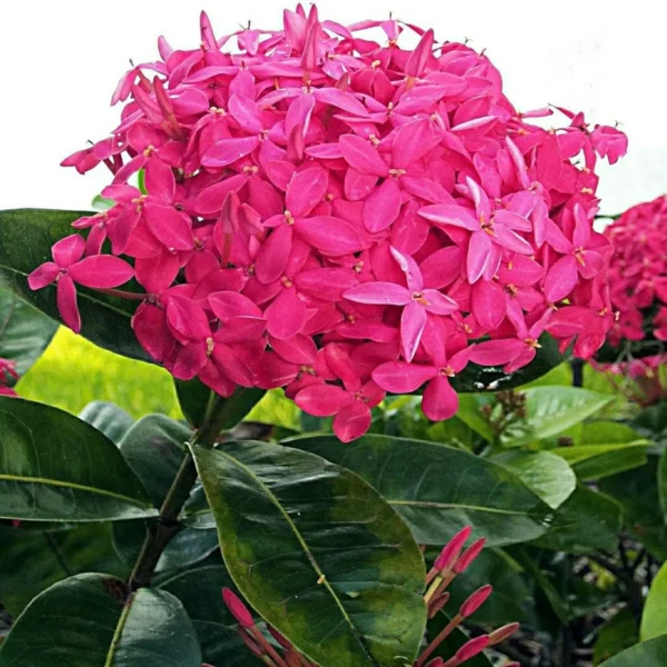 Pink Colour Ixora Rukmini Rangan Flower Shrubs Live Plant - Image 4