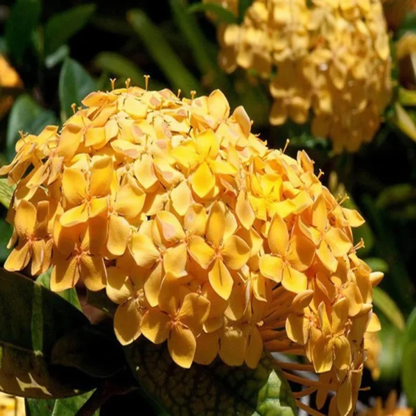 Yellow Colour Ixora Rukmini Rangan Flower Shrubs Live Plant - Image 3