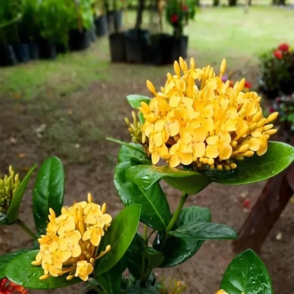 Yellow Colour Ixora Rukmini Rangan Flower Shrubs Live Plant - Image 2