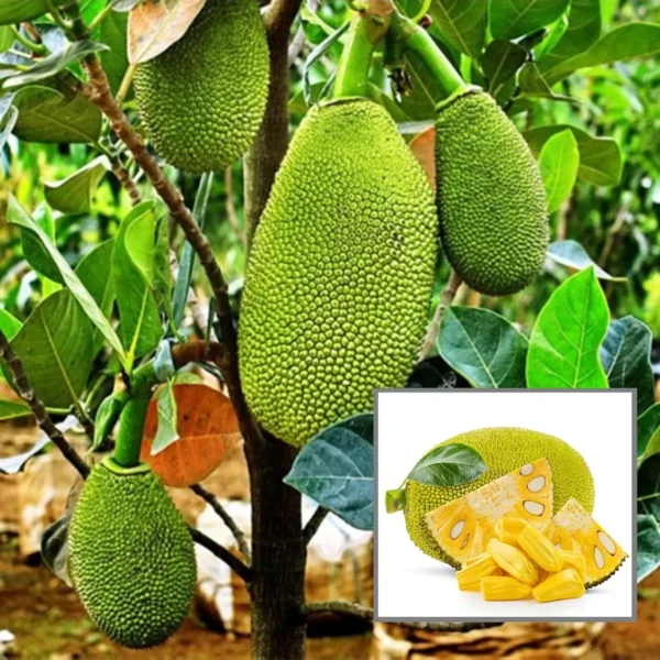 All Time Jack Fruit