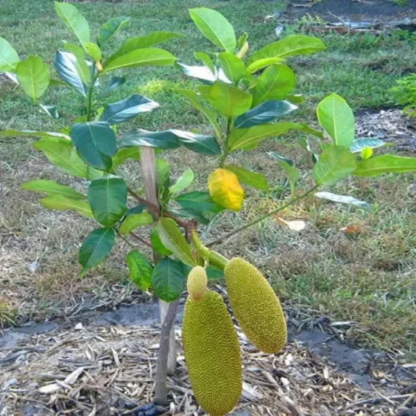 All Time Jack Fruit - Image 4