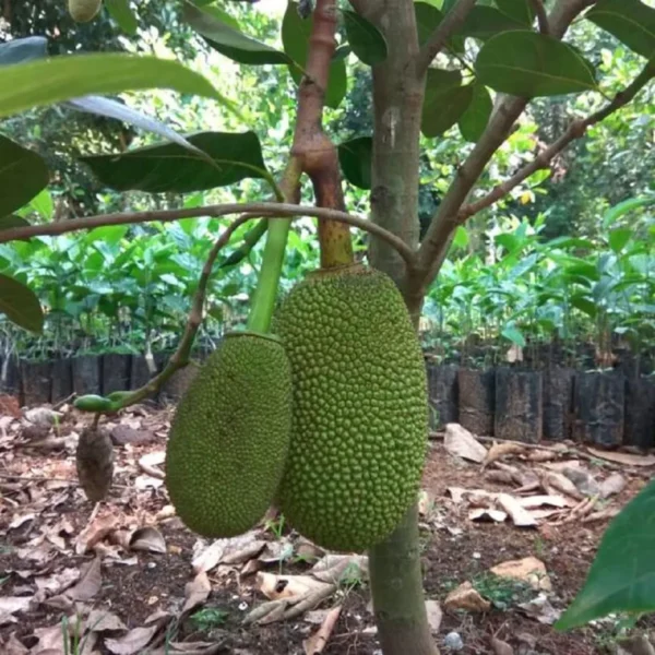 All Time Jack Fruit - Image 3