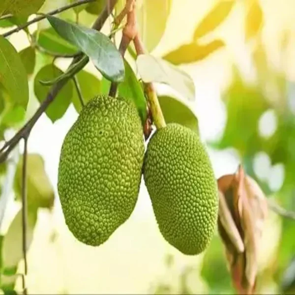 Thai All Season Jackfruit Panasa Varikka Katahal Chakka Grafted Fruit Live Plant - Image 4