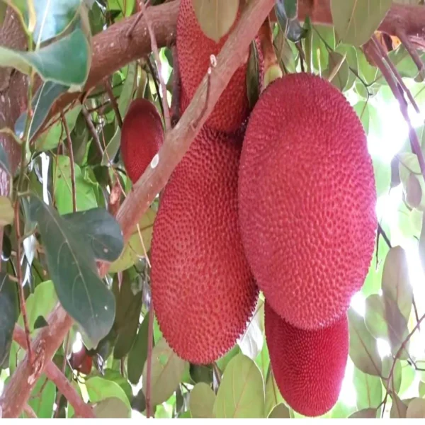 Thai Pink All Season Jackfruit Panasa Varikka Katahal Chakka Grafted Fruit Live Plant - Image 2