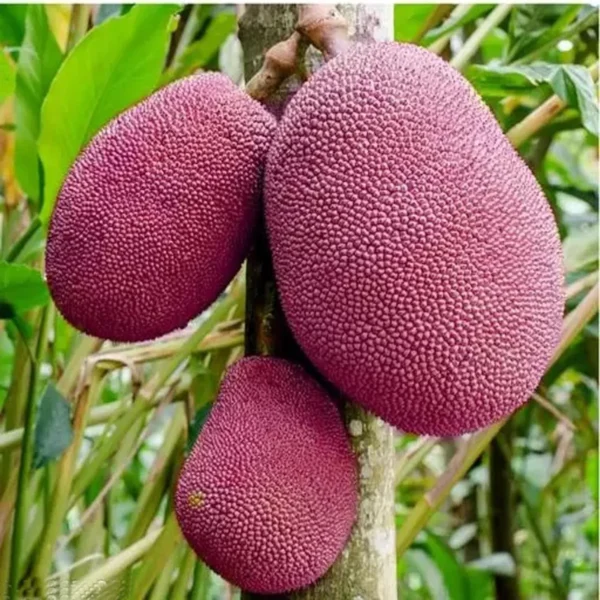 Thai Pink All Season Jackfruit Panasa Varikka Katahal Chakka Grafted Fruit Live Plant - Image 3