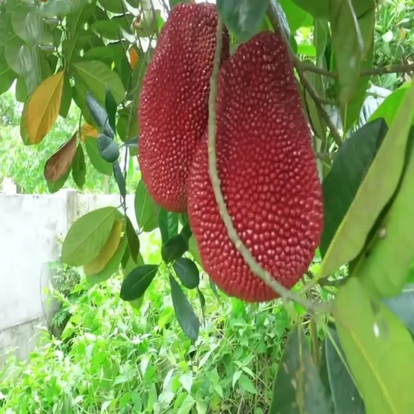 Thai Pink All Season Jackfruit Panasa Varikka Katahal Chakka Grafted Fruit Live Plant - Image 4
