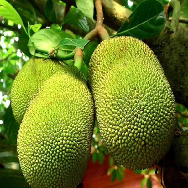 Red Sindoor Siddu Jackfruit Panasa Varikka Katahal Chakka Grafted Fruit Live Plant - Image 2