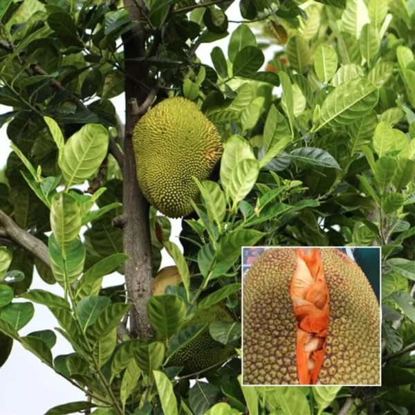 Red Sindoor Siddu Jackfruit Panasa Varikka Katahal Chakka Grafted Fruit Live Plant - Image 3