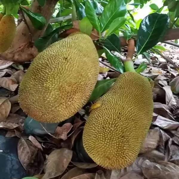 Red Sindoor Siddu Jackfruit Panasa Varikka Katahal Chakka Grafted Fruit Live Plant - Image 4