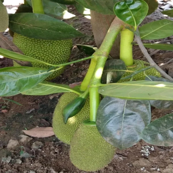 Seedless Gumless Jackfruit Panasa Varikka Katahal Chakka Grafted Fruit Live Plant - Image 2