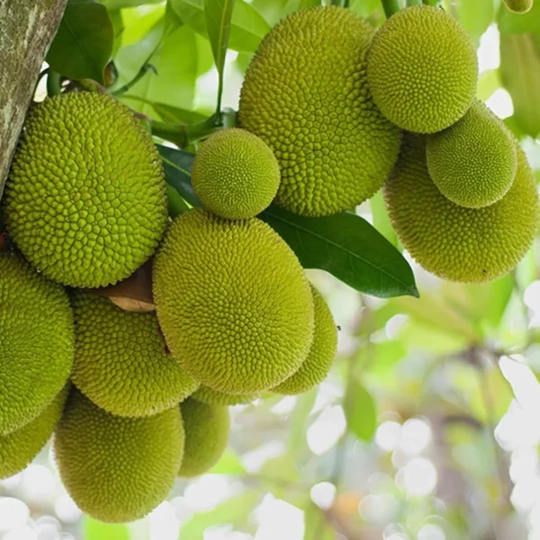 Seedless Gumless Jackfruit Panasa Varikka Katahal Chakka Grafted Fruit Live Plant - Image 3