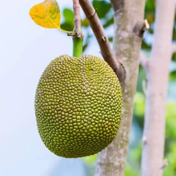 Seedless Gumless Jackfruit Panasa Varikka Katahal Chakka Grafted Fruit Live Plant - Image 4