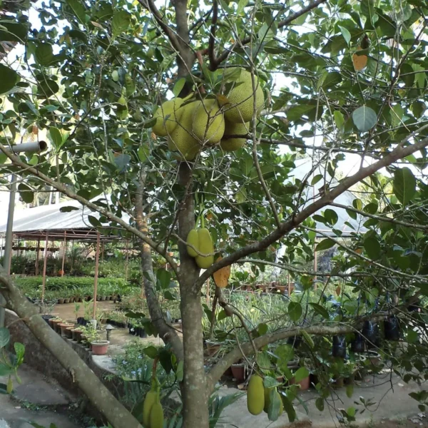 Seedless Gumless Jackfruit Panasa Varikka Katahal Chakka Grafted Fruit Live Plant - Image 5
