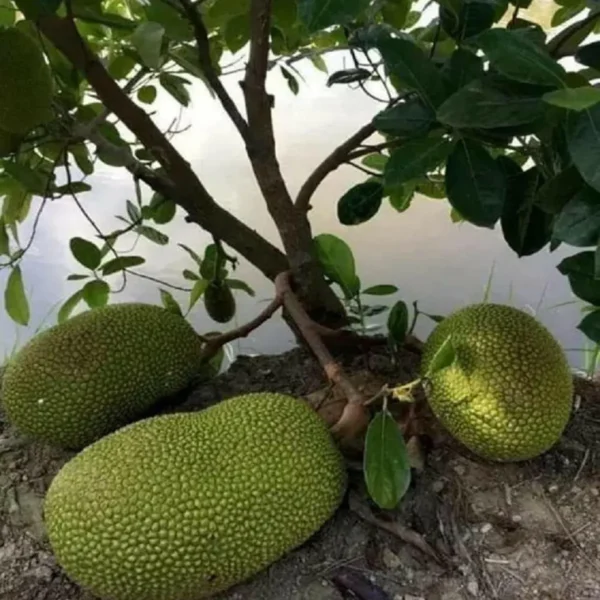 Giant Big Size Varikka Katahal Panasa Chakka Variety Grafted Fruit Live Plants & Tree - Image 3
