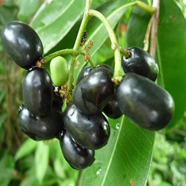 Thai Black Jamun Jambolan Jam Grafted Fruit Live Plant - Image 2
