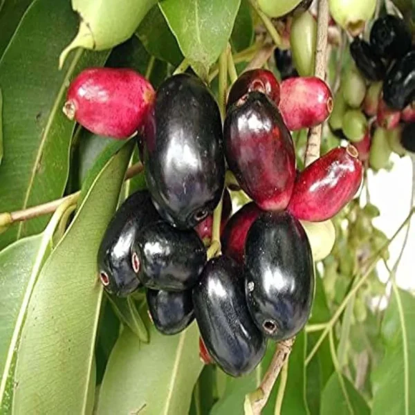 Thai Black Jamun Jambolan Jam Grafted Fruit Live Plant - Image 3