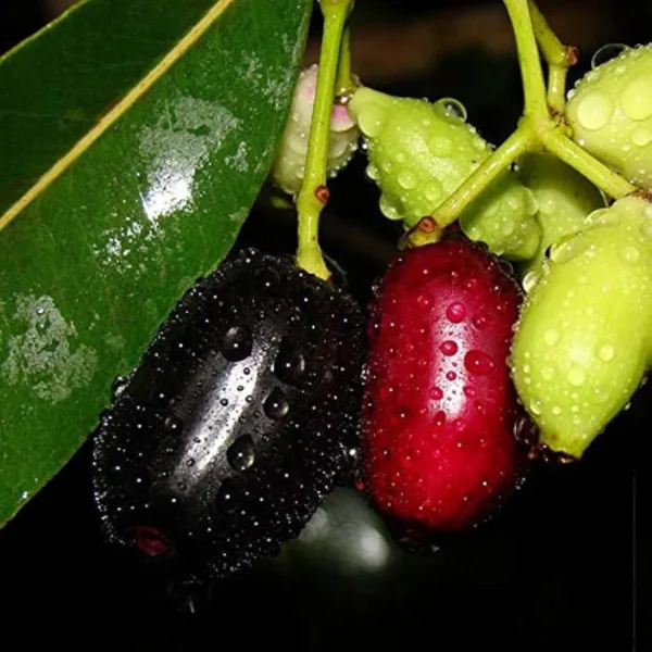 Thai Black Jamun Jambolan Jam Grafted Fruit Live Plant - Image 4
