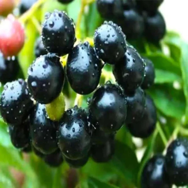 Thai Black Jamun Jambolan Jam Grafted Fruit Live Plant - Image 5