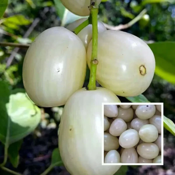 White Jamun Jambolan Jam Grafted Fruit Live Plant