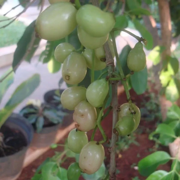 White Jamun Jambolan Jam Grafted Fruit Live Plant - Image 2