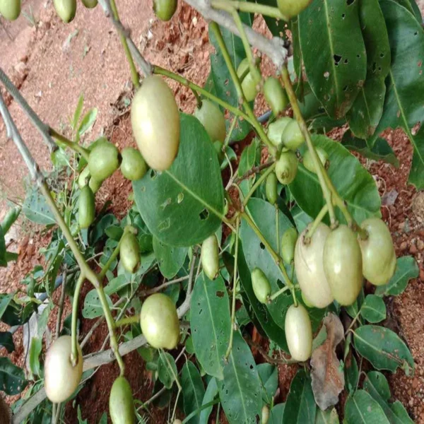 White Jamun Jambolan Jam Grafted Fruit Live Plant - Image 3