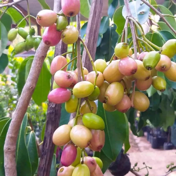 White Jamun Jambolan Jam Grafted Fruit Live Plant - Image 4