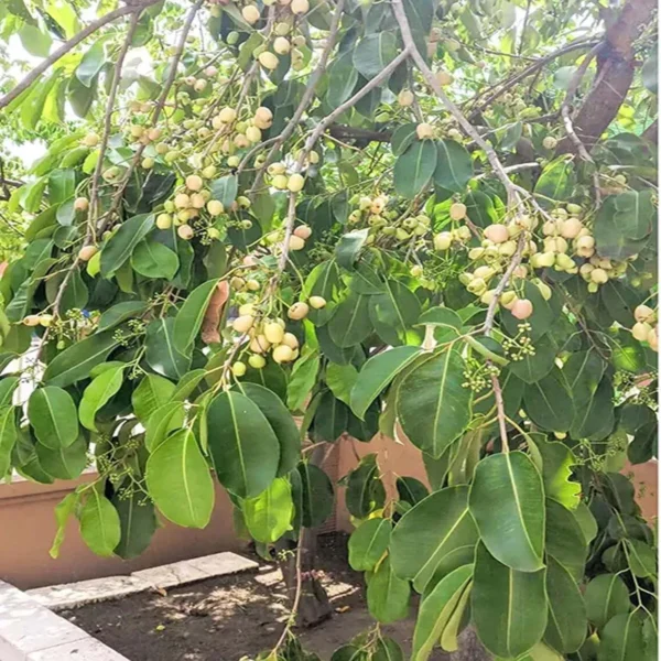 White Jamun Jambolan Jam Grafted Fruit Live Plant - Image 5