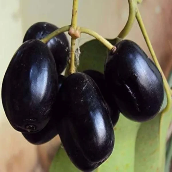 Seedless Black Jamun Jambolan Jam Grafted Fruit Live Plant - Image 2