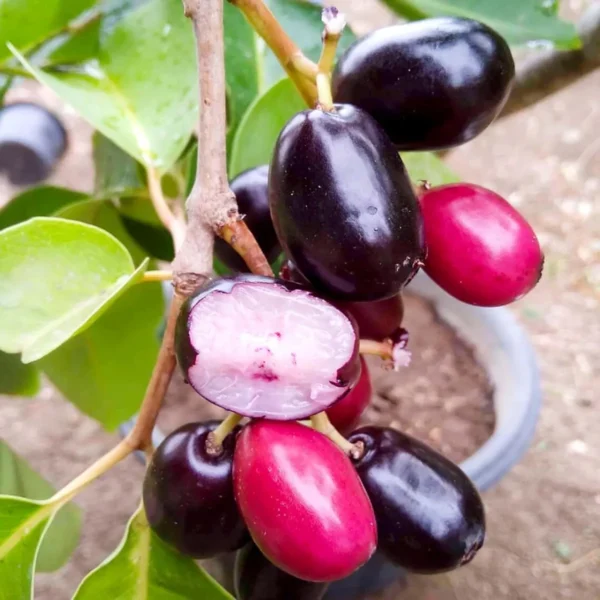 Seedless Black Jamun Jambolan Jam Grafted Fruit Live Plant - Image 3