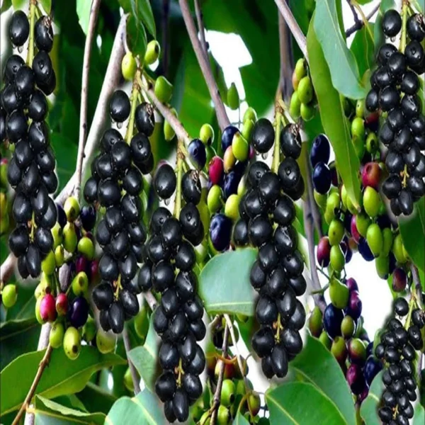Seedless Black Jamun Jambolan Jam Grafted Fruit Live Plant - Image 4