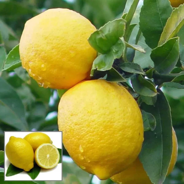 Nimbu Balaji Lemon Lemon Nimbu Layering/Grafted Fruit Live Plant