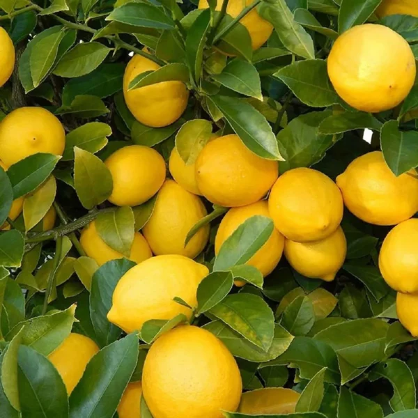 Nimbu Balaji Lemon Lemon Nimbu Layering/Grafted Fruit Live Plant - Image 3