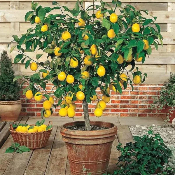 Nimbu Balaji Lemon Lemon Nimbu Layering/Grafted Fruit Live Plant - Image 4